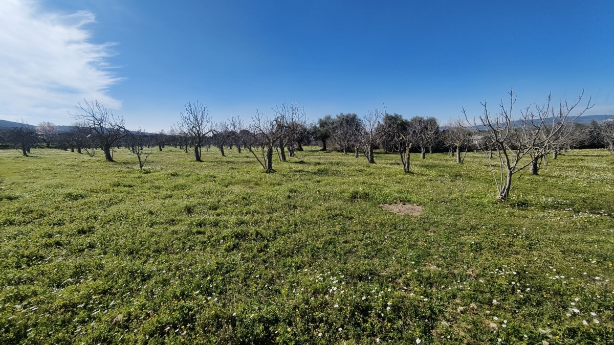 Tek Tapulu İncir Ağaçlarıyla Değerli Tarla 9275 m2