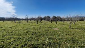 Tek Tapulu İncir Ağaçlarıyla Değerli Tarla 9275 m2 Tek Tapulu İncir Ağaçlarıyla Değerli Tarla 9275 m2