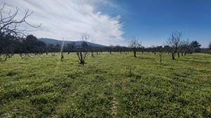Tek Tapulu İncir Ağaçlarıyla Değerli Tarla 6279 m2 Tek Tapulu İncir Ağaçlarıyla Değerli Tarla 6279 m2