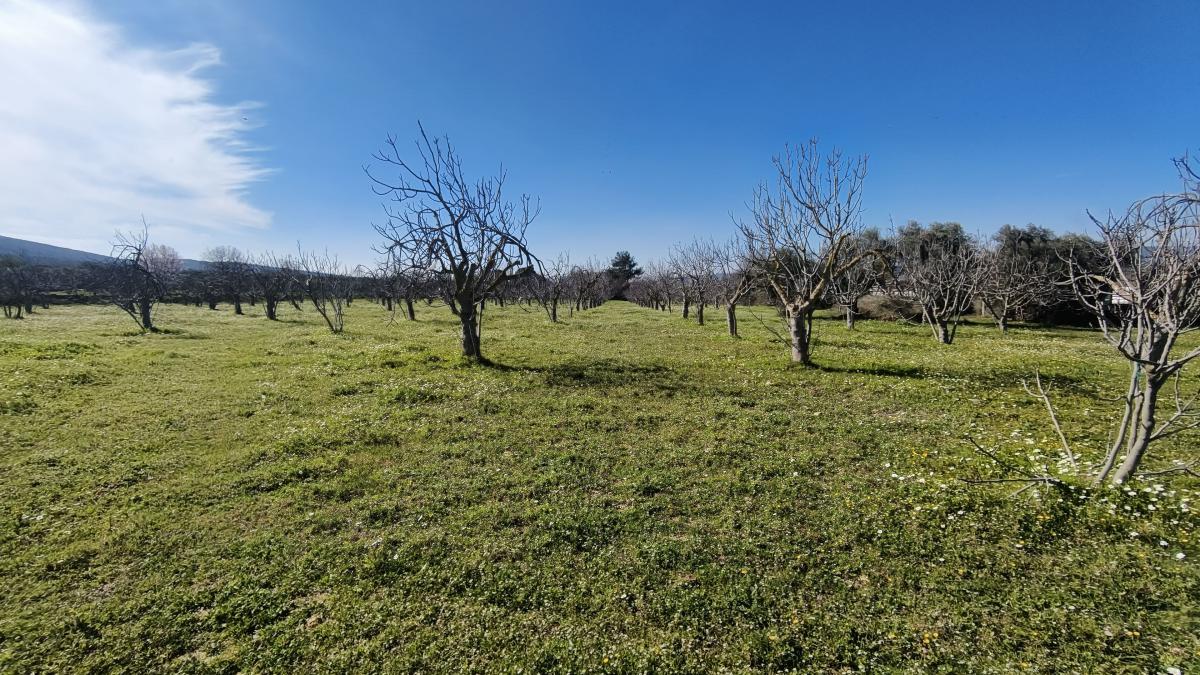 Tek Tapulu İncir Ağaçlarıyla Değerli Tarla 6279 m2