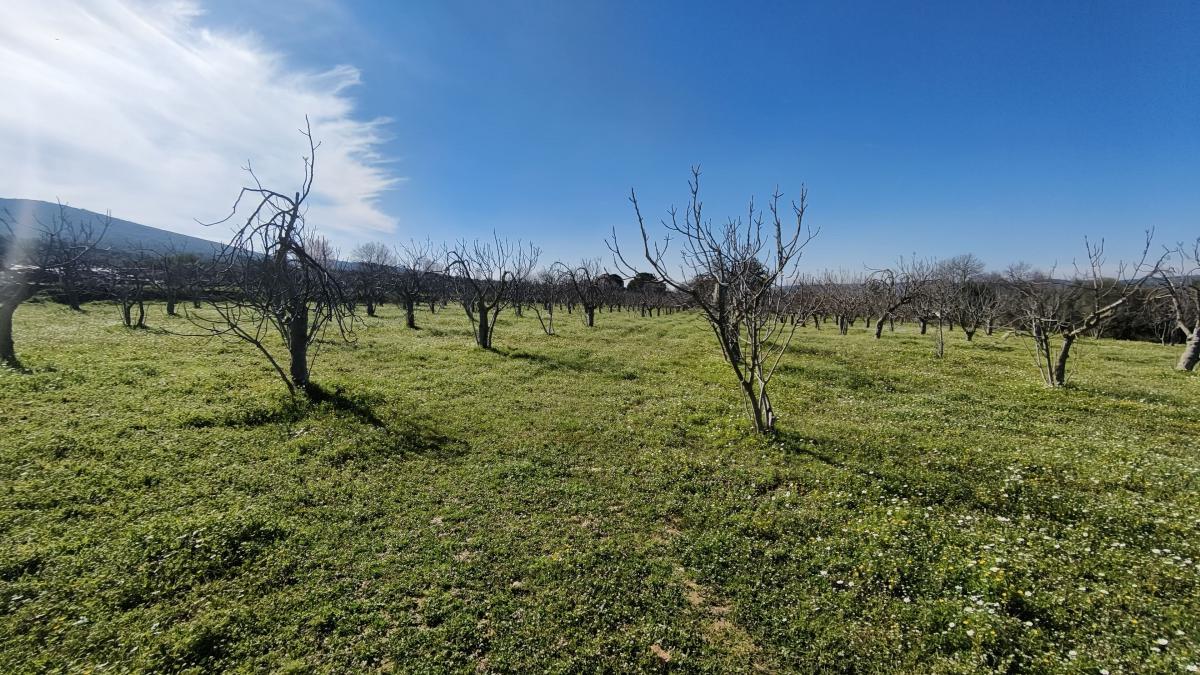 Tek Tapulu İncir Ağaçlarıyla Değerli Tarla 2524 m2