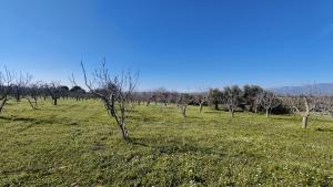 Tek Tapulu İncir Ağaçlarıyla Değerli Tarla 2524 m2 Tek Tapulu İncir Ağaçlarıyla Değerli Tarla 2524 m2