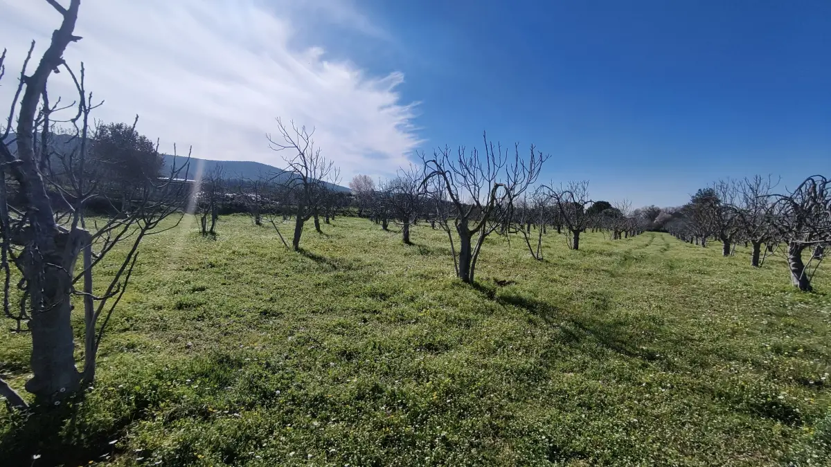 Tek Tapulu İncir Ağaçlarıyla Değerli Tarla 2524 m2