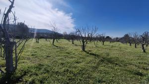 Tek Tapulu İncir Ağaçlarıyla Değerli Tarla 2524 m2 Tek Tapulu İncir Ağaçlarıyla Değerli Tarla 2524 m2