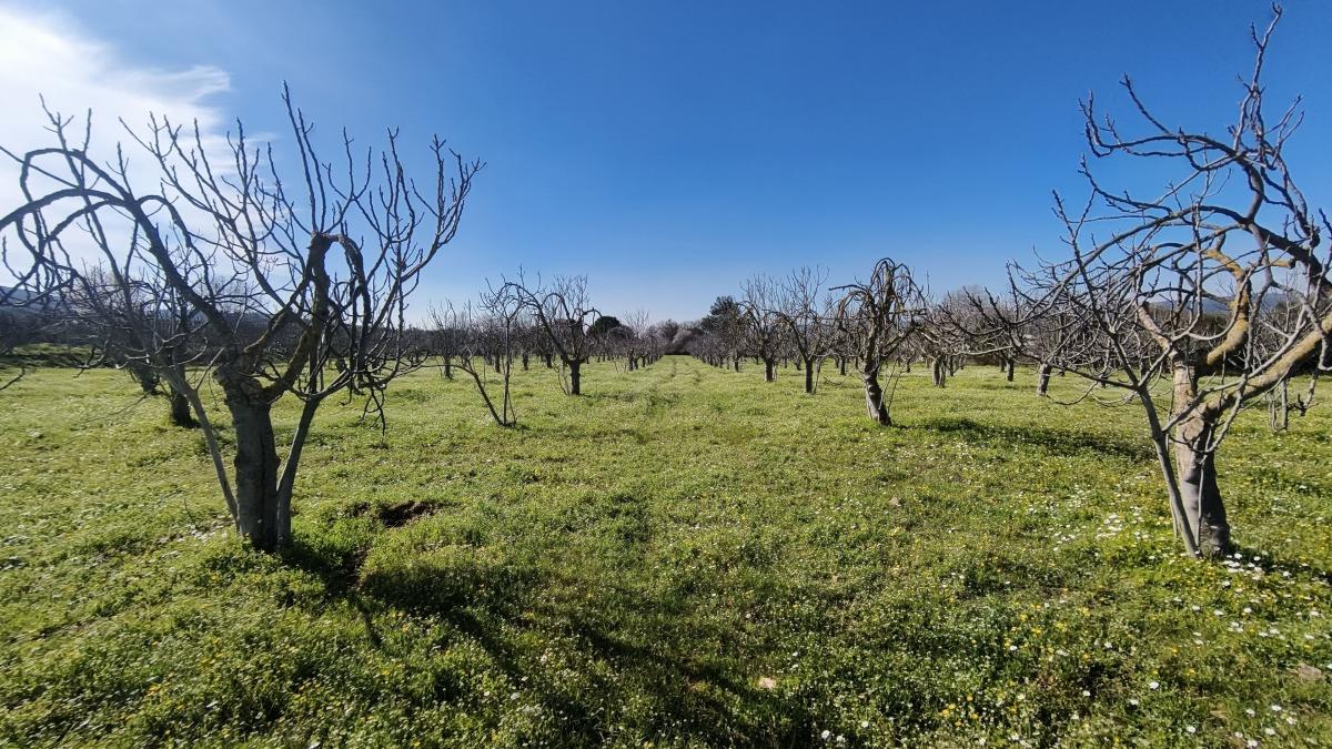 Tek Tapulu İncir Ağaçlarıyla Değerli Tarla 2524 m2