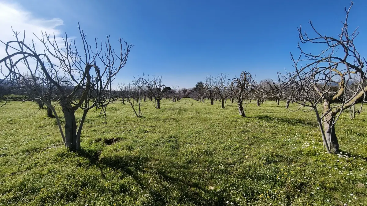 Tek Tapulu İncir Ağaçlarıyla Değerli Tarla 9275 m2