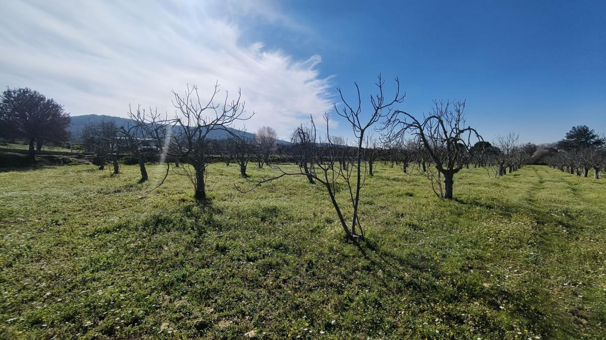 Tek Tapulu İncir Ağaçlarıyla Değerli Tarla 2524 m2