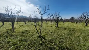 Tek Tapulu İncir Ağaçlarıyla DeğerliTarla 2100 m2 Tek Tapulu İncir Ağaçlarıyla DeğerliTarla 2100 m2