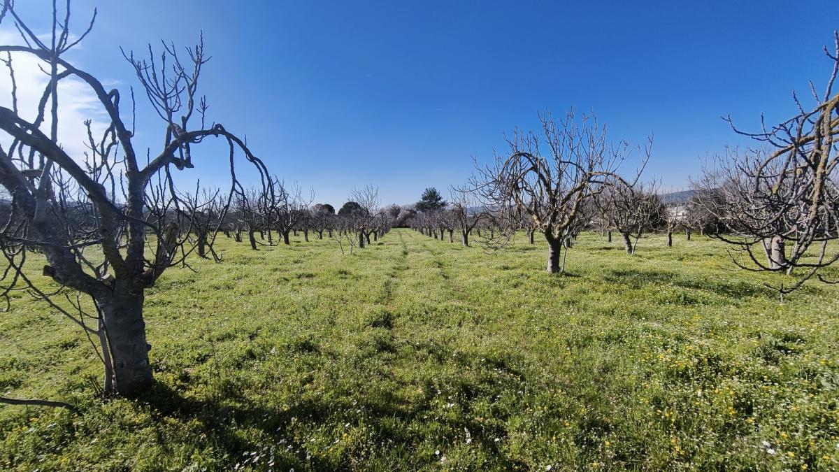 Tek Tapulu İncir Ağaçlarıyla Değerli Tarla 2524 m2