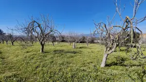Tek Tapulu İncir Ağaçlarıyla DeğerliTarla 2100 m2 Tek Tapulu İncir Ağaçlarıyla DeğerliTarla 2100 m2