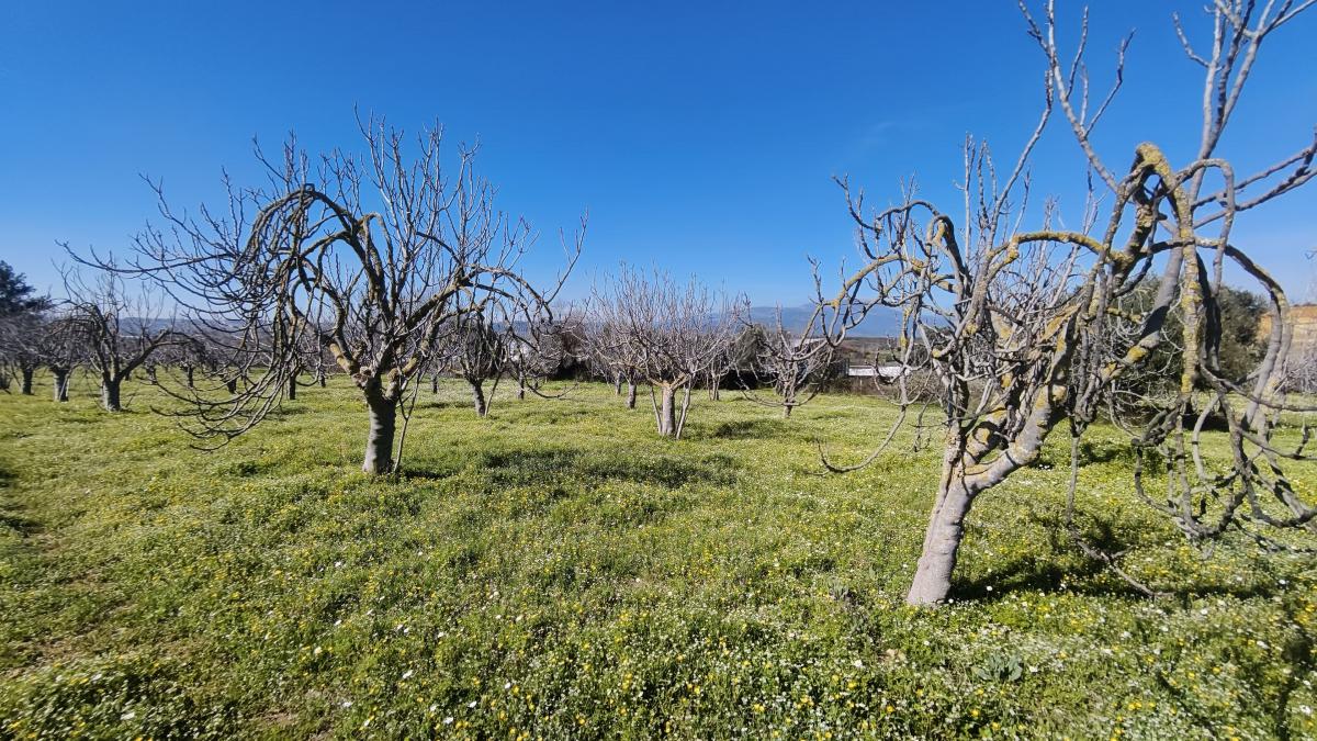 Tek Tapulu İncir Ağaçlarıyla Değerli Tarla 9275 m2