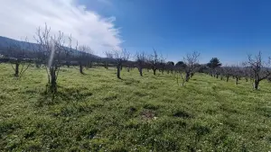 Tek Tapulu İncir Ağaçlarıyla DeğerliTarla 2100 m2 Tek Tapulu İncir Ağaçlarıyla DeğerliTarla 2100 m2