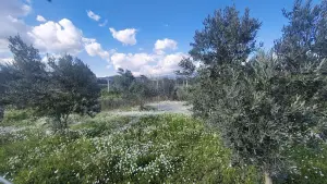 Gazi Mustafa Kemal mah.Yolu olan hisseli Satılık Tarla