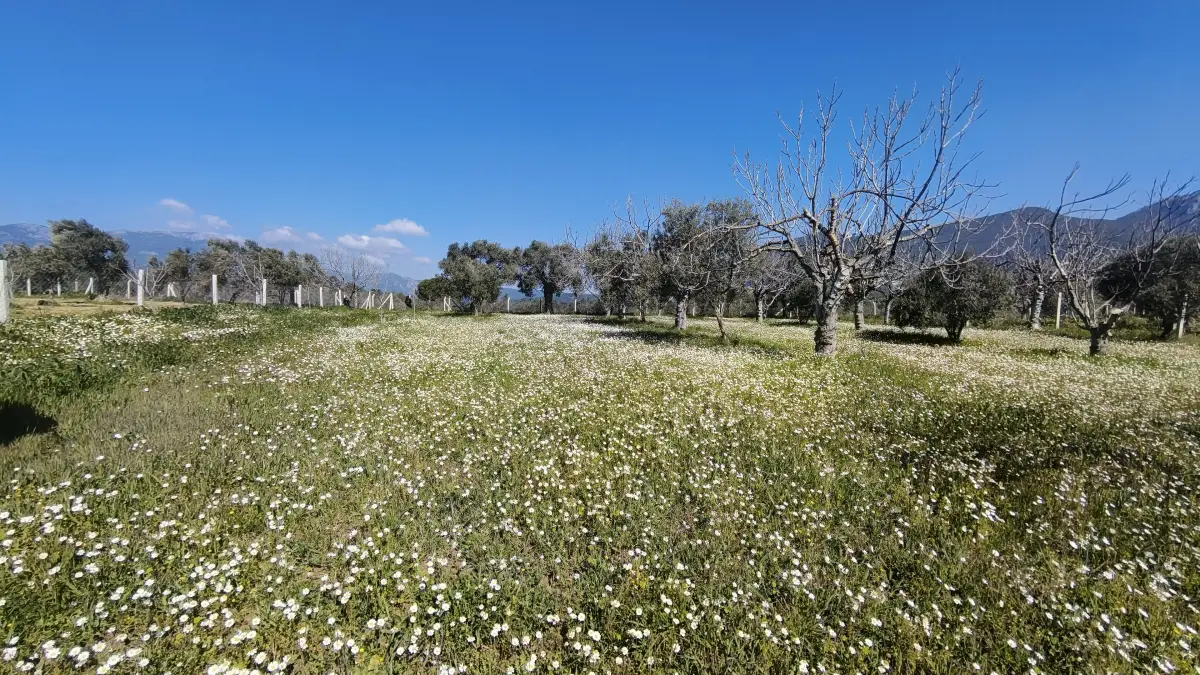 Altyapısı Hazır 33.900 m² Zeytinlik Ve Çok Amaçlı Tarım Arazisi