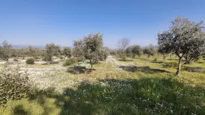 Altyapısı Hazır 33.900 m² Zeytinlik Ve Çok Amaçlı Tarım Arazisi Altyapısı Hazır 33.900 m² Zeytinlik Ve Çok Amaçlı Tarım Arazisi