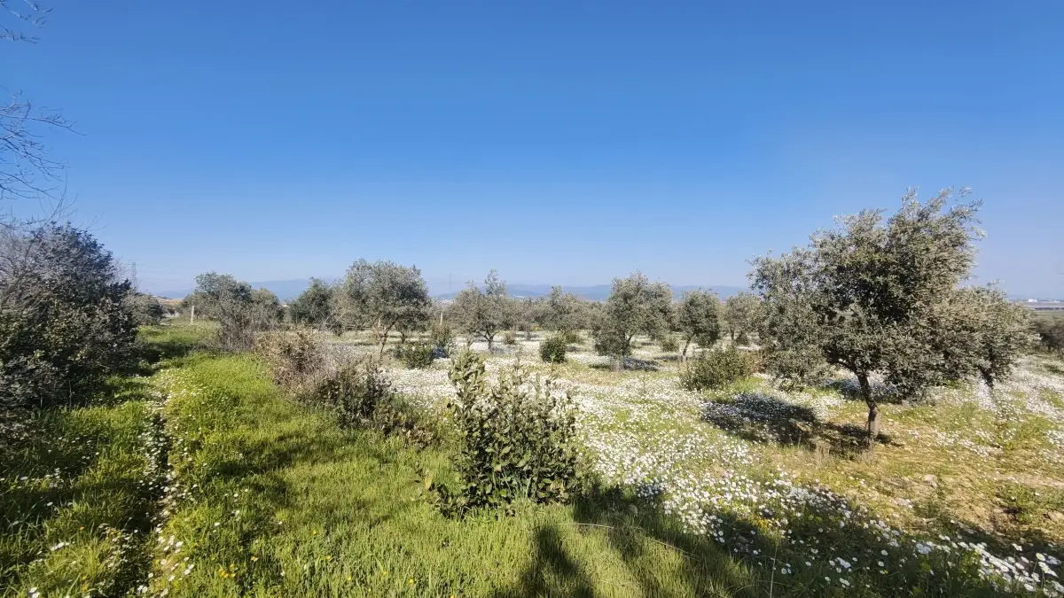 Altyapısı Hazır 33.900 m² Zeytinlik Ve Çok Amaçlı Tarım Arazisi