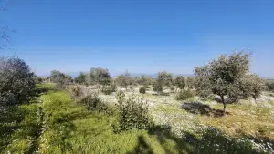 Altyapısı Hazır 33.900 m² Zeytinlik Ve Çok Amaçlı Tarım Arazisi Altyapısı Hazır 33.900 m² Zeytinlik Ve Çok Amaçlı Tarım Arazisi