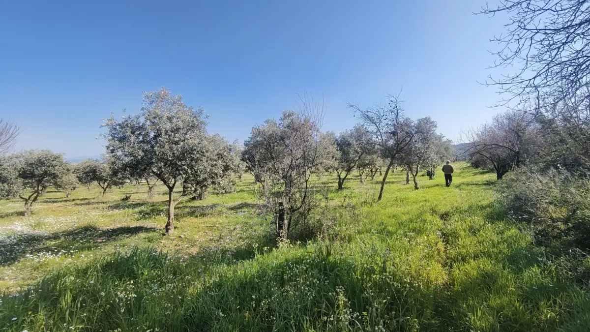 Altyapısı Hazır 33.900 m² Zeytinlik Ve Çok Amaçlı Tarım Arazisi