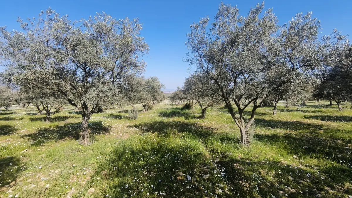 Altyapısı Hazır 33.900 m² Zeytinlik Ve Çok Amaçlı Tarım Arazisi