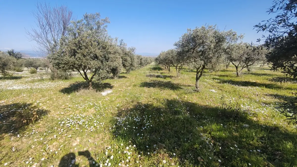 Altyapısı Hazır 33.900 m² Zeytinlik Ve Çok Amaçlı Tarım Arazisi