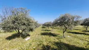 Altyapısı Hazır 33.900 m² Zeytinlik Ve Çok Amaçlı Tarım Arazisi Altyapısı Hazır 33.900 m² Zeytinlik Ve Çok Amaçlı Tarım Arazisi