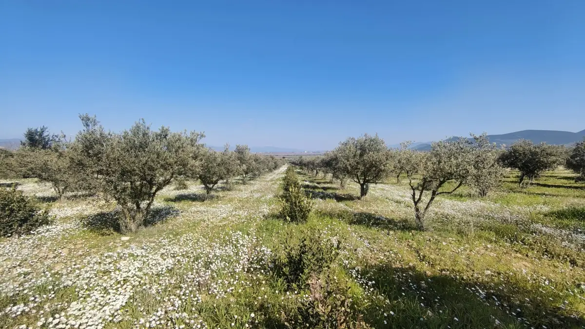 Altyapısı Hazır 33.900 m² Zeytinlik Ve Çok Amaçlı Tarım Arazisi