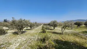 Altyapısı Hazır 33.900 m² Zeytinlik Ve Çok Amaçlı Tarım Arazisi Altyapısı Hazır 33.900 m² Zeytinlik Ve Çok Amaçlı Tarım Arazisi