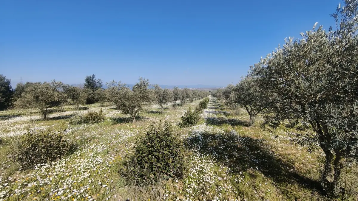 Altyapısı Hazır 33.900 m² Zeytinlik Ve Çok Amaçlı Tarım Arazisi