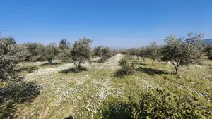 Altyapısı Hazır 33.900 m² Zeytinlik Ve Çok Amaçlı Tarım Arazisi Altyapısı Hazır 33.900 m² Zeytinlik Ve Çok Amaçlı Tarım Arazisi