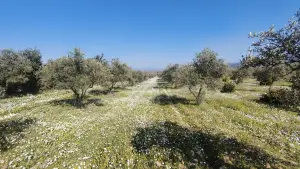 Altyapısı Hazır 33.900 m² Zeytinlik Ve Çok Amaçlı Tarım Arazisi Altyapısı Hazır 33.900 m² Zeytinlik Ve Çok Amaçlı Tarım Arazisi