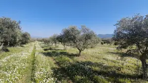 Altyapısı Hazır 33.900 m² Zeytinlik Ve Çok Amaçlı Tarım Arazisi Altyapısı Hazır 33.900 m² Zeytinlik Ve Çok Amaçlı Tarım Arazisi