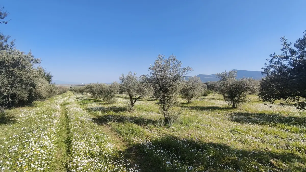 Altyapısı Hazır 33.900 m² Zeytinlik Ve Çok Amaçlı Tarım Arazisi