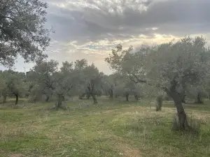Sahipler'de Köy Yoluna Yakın 2'de 1 Hisse Satılık Arazi
