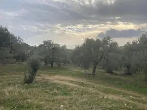 Sahipler'de Köy Yoluna Yakın 2'de 1 Hisse Satılık Arazi