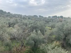 Sahipler'de Köy Yoluna Yakın 2'de 1 Hisse Satılık Arazi