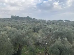 Sahipler'de Köy Yoluna Yakın 2'de 1 Hisse Satılık Arazi