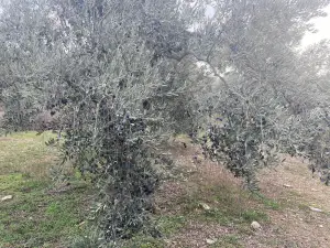 Sahipler'de Köy Yoluna Yakın 2'de 1 Hisse Satılık Arazi