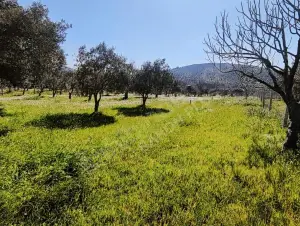 Yolu Olan Etrafı Kapalı Zeytin Ve İncir Ağaçlı 1.500 m² Tarla