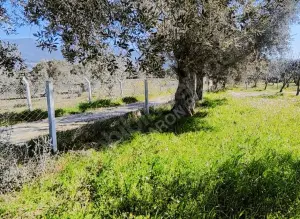 Yolu Olan Etrafı Kapalı Zeytin Ve İncir Ağaçlı 1.500 m² Tarla