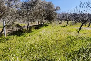 Yolu Olan Etrafı Kapalı Zeytin Ve İncir Ağaçlı 1.500 m² Tarla