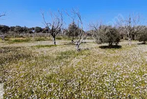 Yolu Olan Etrafı Kapalı Zeytin Ve İncir Ağaçlı 1.500 m² Tarla