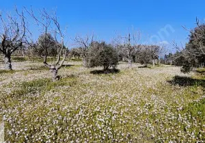 Yolu Olan Etrafı Kapalı Zeytin Ve İncir Ağaçlı 1.500 m² Tarla