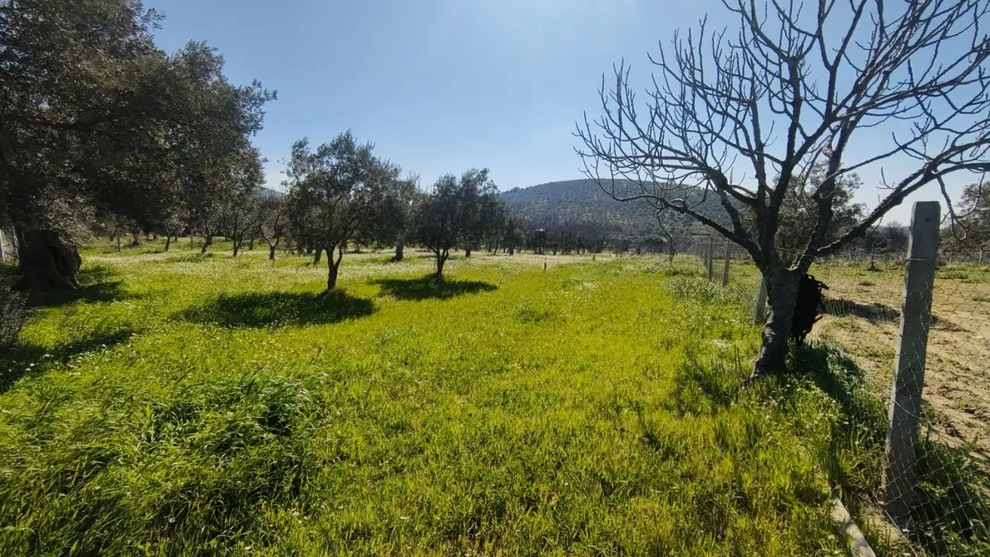 Yolu Olan Etrafı Kapalı Zeytin Ve İncir Ağaçlı 1.500 m² Tarla