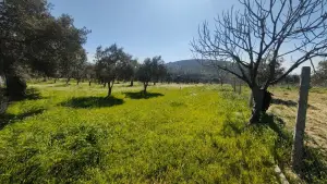 Yolu Olan Etrafı Kapalı Zeytin Ve İncir Ağaçlı 1.500 m² Tarla