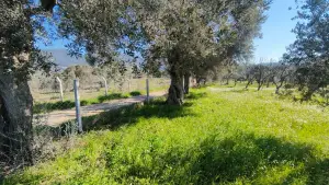 Yolu Olan Etrafı Kapalı Zeytin Ve İncir Ağaçlı 1.500 m² Tarla