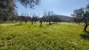 Yolu Olan Etrafı Kapalı Zeytin Ve İncir Ağaçlı 1.500 m² Tarla
