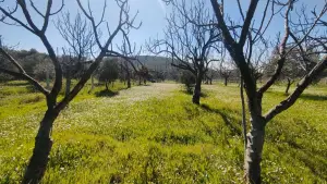 Yolu Olan Etrafı Kapalı Zeytin Ve İncir Ağaçlı 1.500 m² Tarla