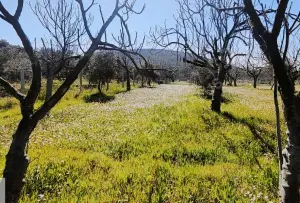 Yolu Olan Etrafı Kapalı Zeytin Ve İncir Ağaçlı 1.500 m² Tarla