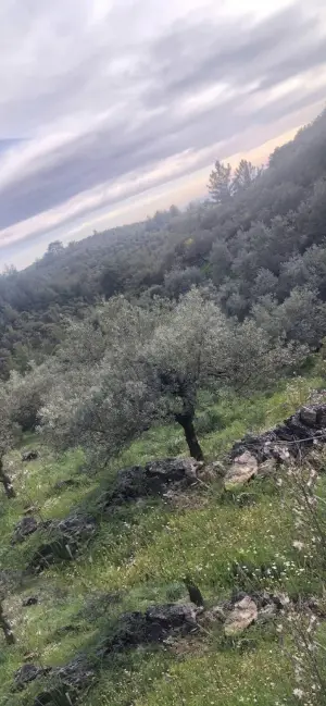 Dirmil Köyünde Müstakil Tapulu Zeytinlik