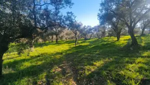 Zeytin Ağaçları Arasında Huzurlu Yaşam Sunan Satılık Tarla